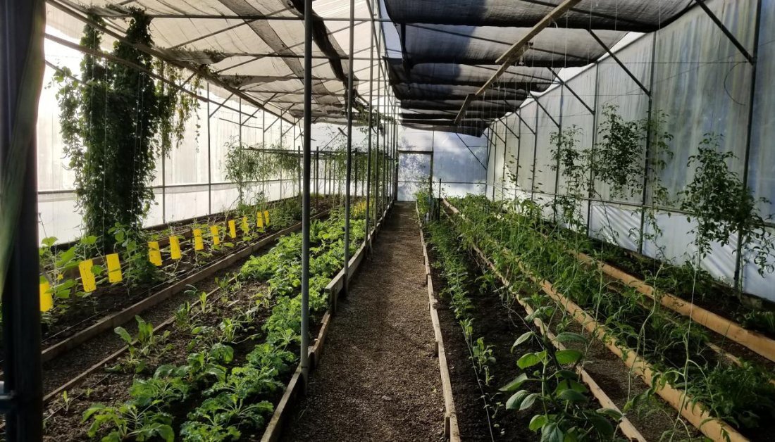 Rows of greens under the nursery greenhouse