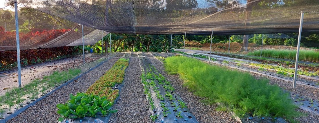 Nursery rows under shade cloth