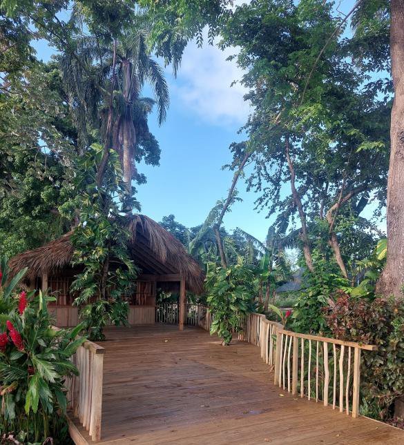 A timber walkway leading through the garden