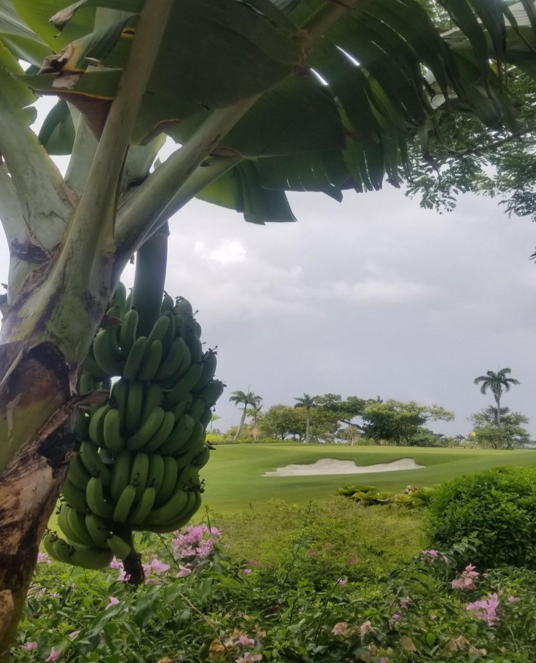 A bunch of green bananas hanging over the golf course