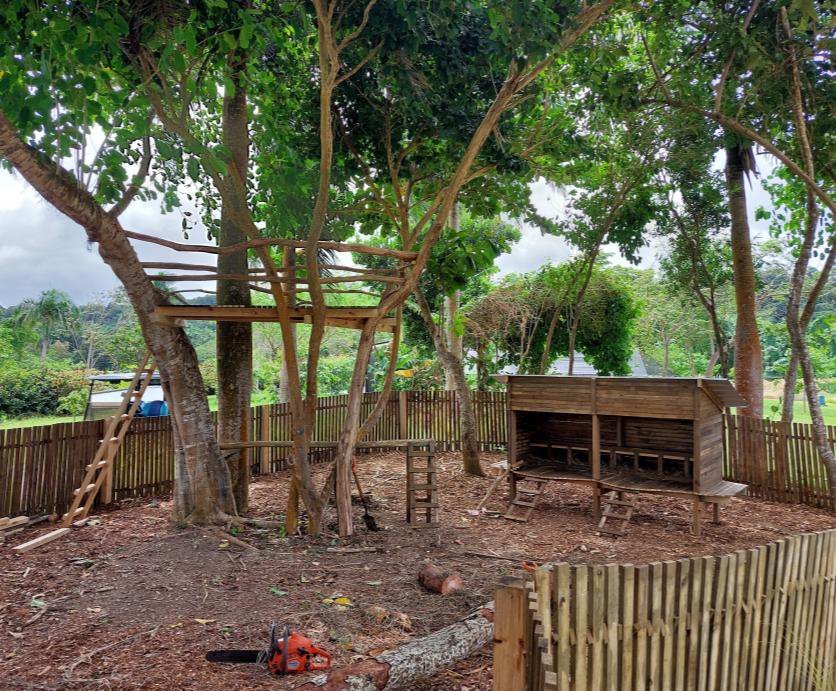 A timber structure being built among mature trees