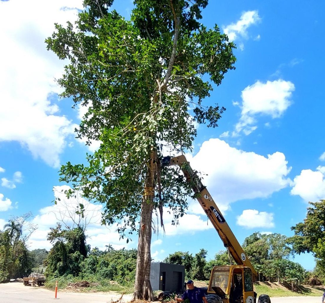 A crane lifting a mature tree into place