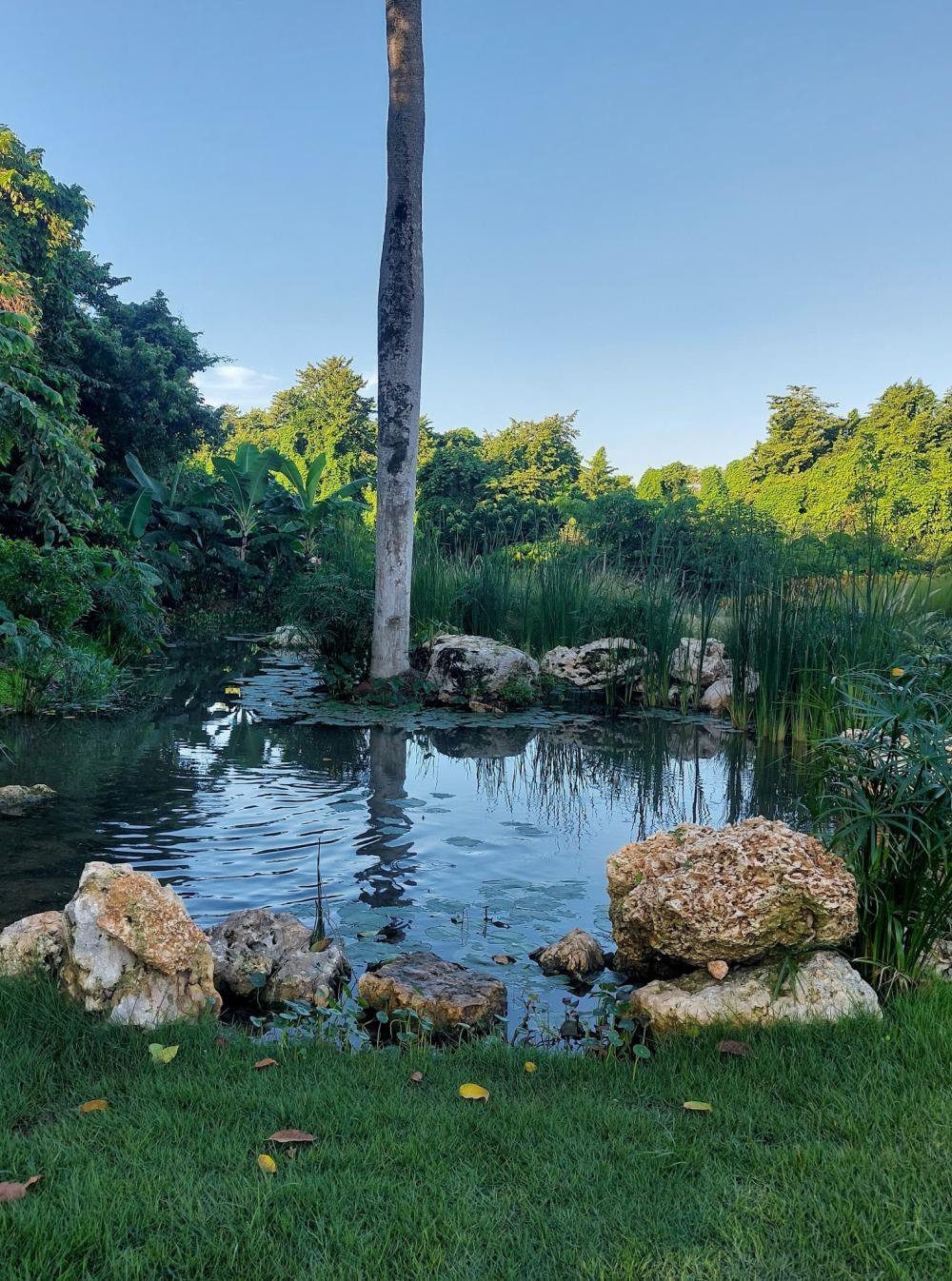The finished pond ringed with rock and planting
